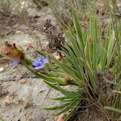 Aristea bleu